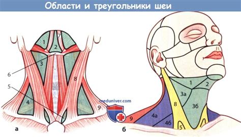 Медицинские состояния, связанные с кровотечением в области шеи у мужчин