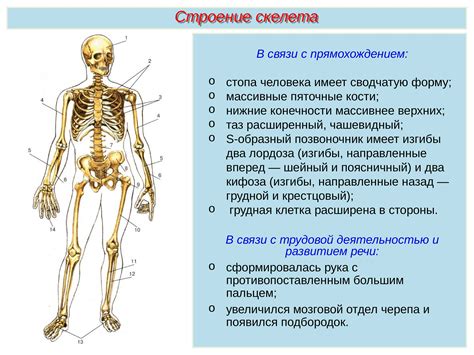 Медицинский внешний скелет: функции и важность