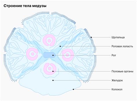 Медузы и месячные: откровение или опасность?