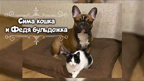 Межкотный контакт и общение с другими животными