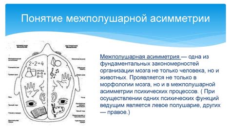 Межполушарной асимметрии нет: реальность или миф?