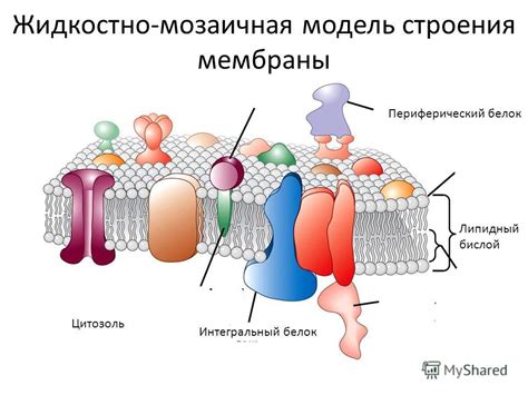 Мембранный белок tpn47: