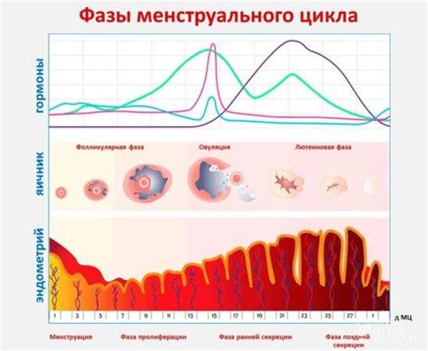 Менструальный цикл: понятие и причины нарушений