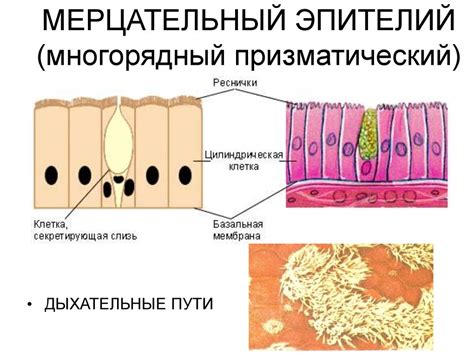 Мерцательный эпителий: описание, функции и структура