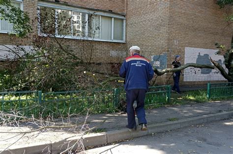 Меры безопасности при опиловке деревьев