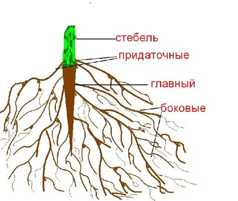 Меры по омоложению системы корней роз