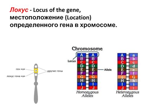 Местоположение гена на хромосоме