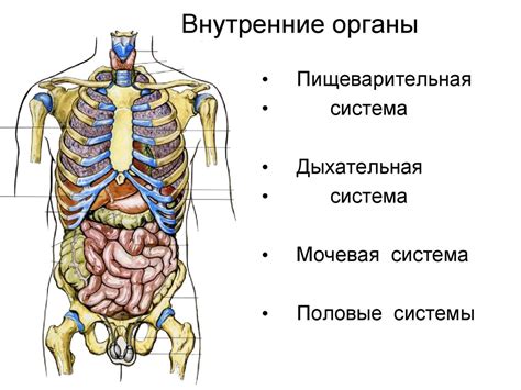 Местоположение и анатомия