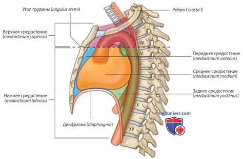 Место и значение средостения
