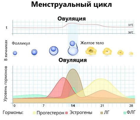 Месячные: почему они бывают слабыми и длительностью всего 2 дня