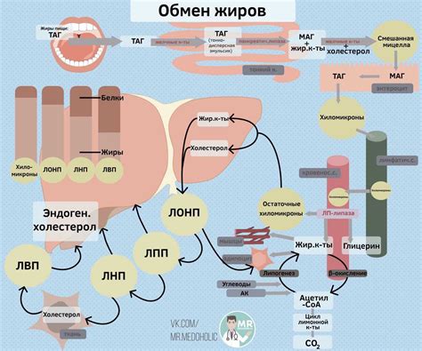 Метаболизм жиров и белков