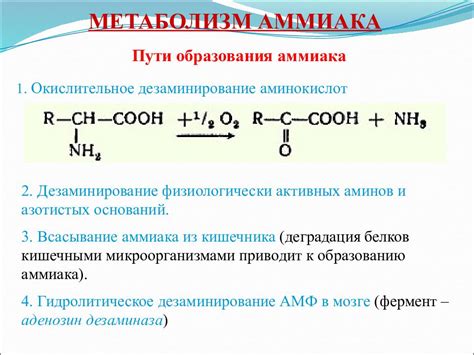 Метаболизм и утилизация