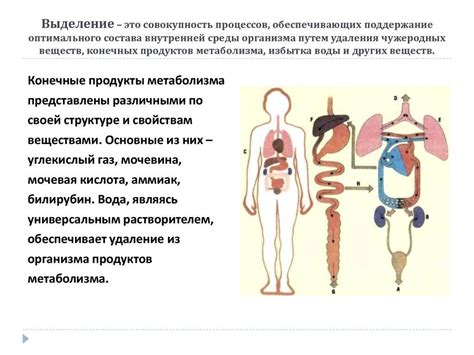 Метаболические проблемы и низкий уровень терморегуляции