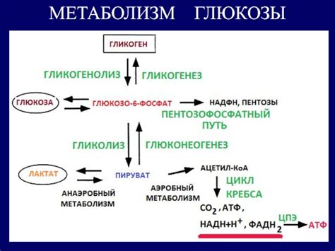 Метаболические процессы в организме