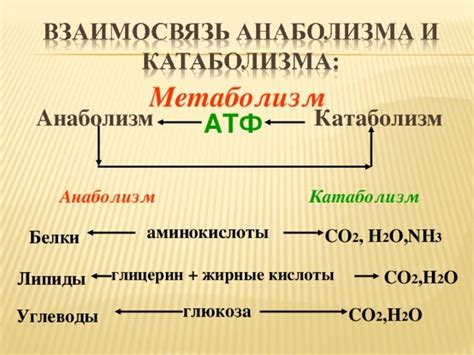 Метаболический препарат: эффект на организм и его значение