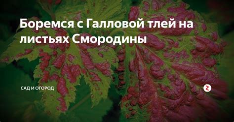 Методы борьбы с япанчамами красными врагами