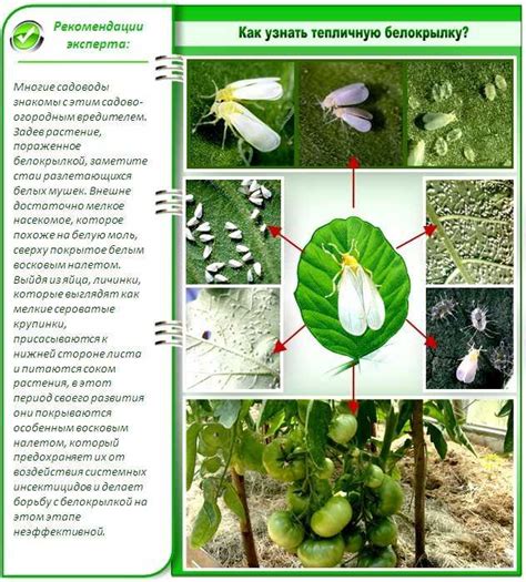 Методы естественного борьбы с белыми мошками