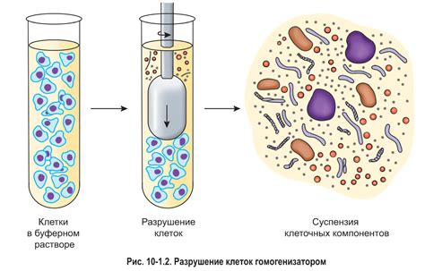 Методы исследования и анализа клеток зоны трансформации при окрашивании по Лейшману