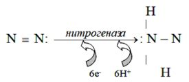 Методы и механизмы фиксации азота