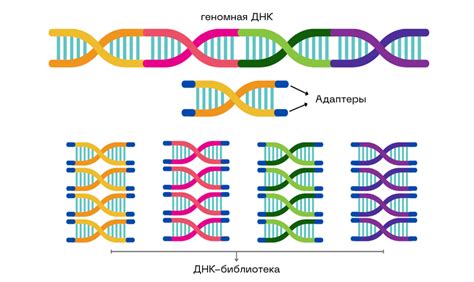 Методы и технологии фрагментации ДНК для анализа генома