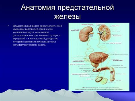 Методы лечения гипоплазии предстательной железы