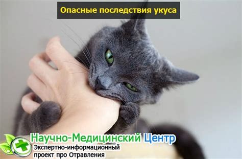 Методы лечения гноящегося укуса кота