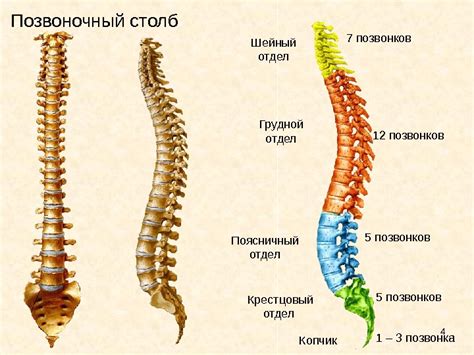 Методы лечения нарушения статики ГОП