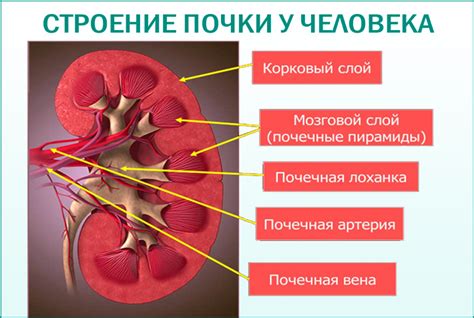 Методы лечения пиелоэктазии правой почки