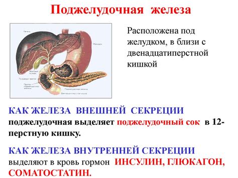 Методы лечения понижения секреции желез желудка