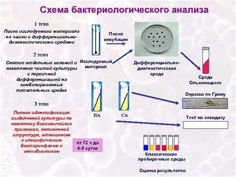 Методы определения микроцитоза в лаборатории