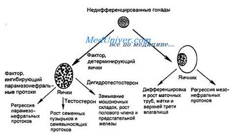 Методы определения пола поколения