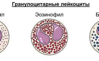 Методы определения уровня гранулоцитов в крови