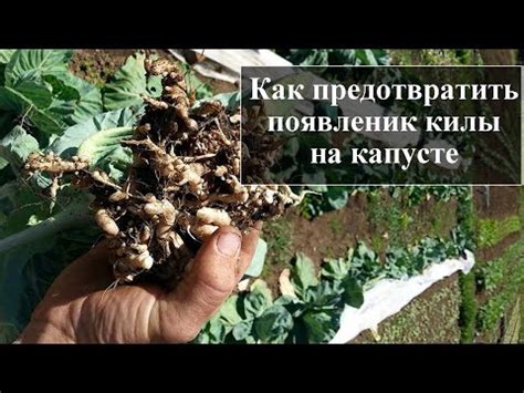 Методы предотвращения гниения сердцевины молодой капусты