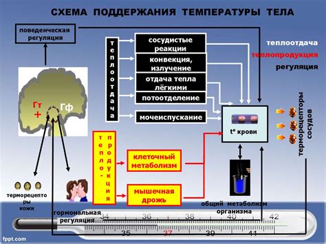 Методы предотвращения нарушений терморегуляции