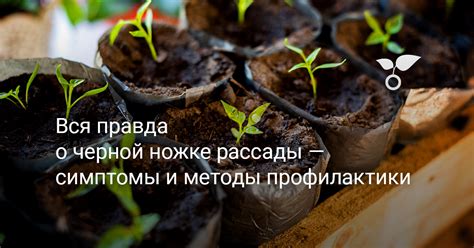 Методы профилактики черной масти