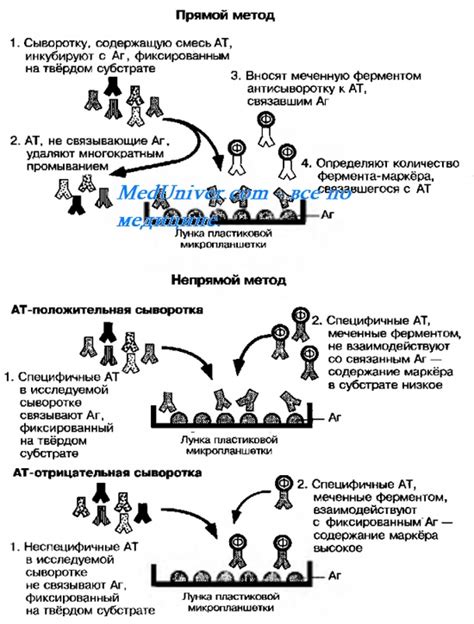 Метод ИФА: суть и особенности работы