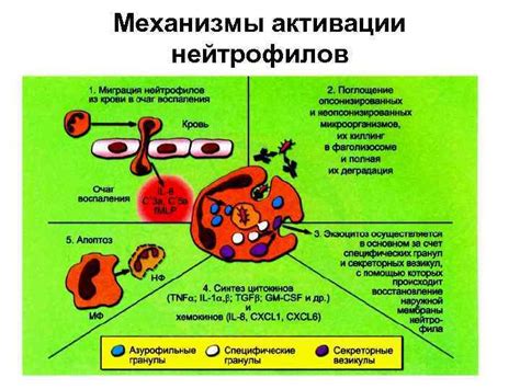 Механизмы активации нейтрофилов: