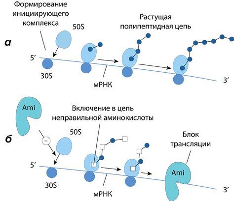 Механизмы антимикотического действия