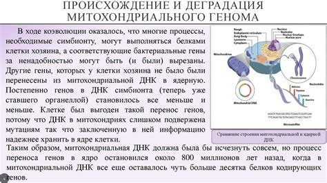 Механизмы возникновения гетероплазмии митохондриальной ДНК