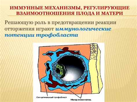 Механизмы возникновения установленной лактации