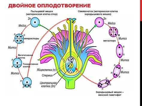 Механизмы двойного оплодотворения