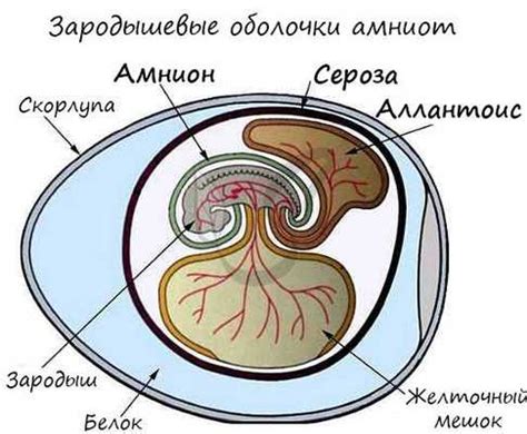 Механизмы действия Эмбриона 3ва