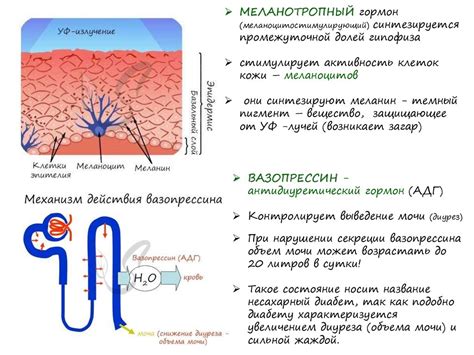 Механизмы действия гормонов на организм