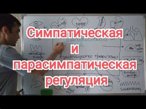 Механизмы действия торпидных рефлексов