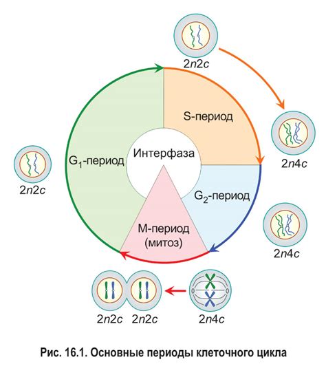 Механизмы деления клетки