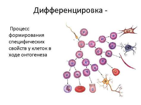 Механизмы дифференциации клеток