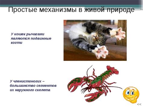 Механизмы мечености у кошек