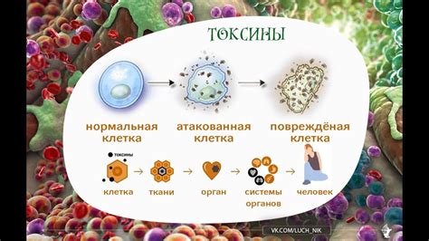 Механизмы нейтрализации и выведения токсинов из организма