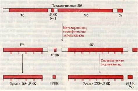 Механизмы обнаружения первично положительного РНК