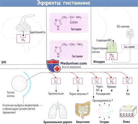 Механизмы образования и высвобождения гистамина